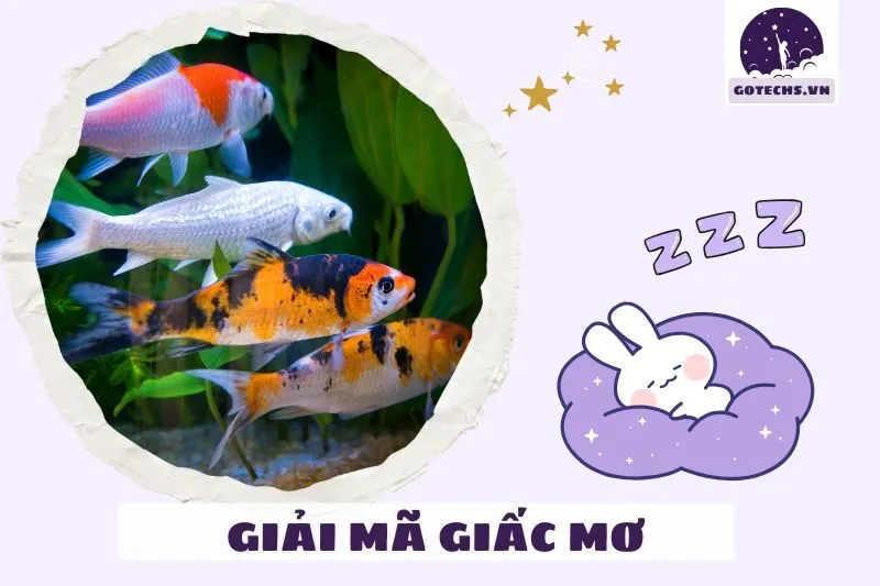 Cách Giải Mã Và Ứng Dụng Điềm Báo Từ Giấc Mơ Cá Koi