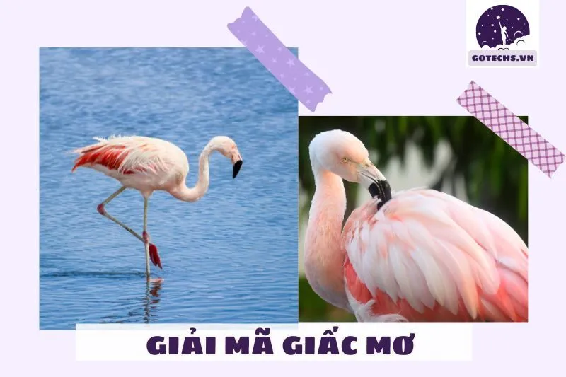 Giải mã từng giấc mơ liên quan đến chim hạc