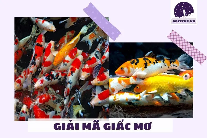 Giải Mã Từng Tình Huống Khi Nằm Mơ Thấy Cá Koi