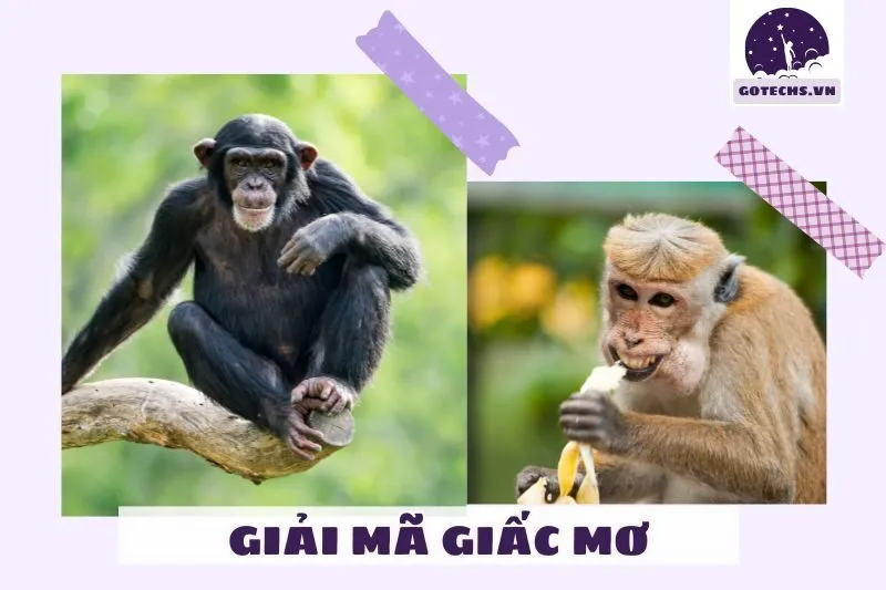 Giải mã ý nghĩa của việc nằm mơ thấy khỉ