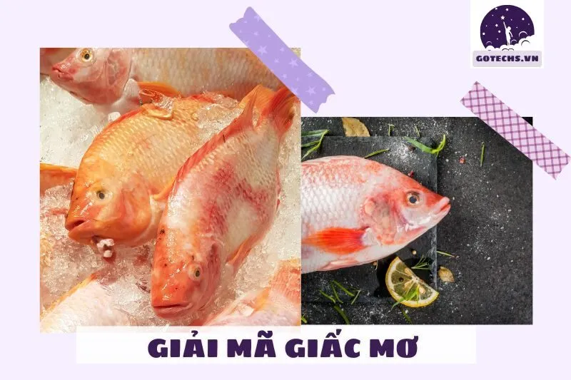 Màu sắc cá rô phi trong giấc mơ và ý nghĩa