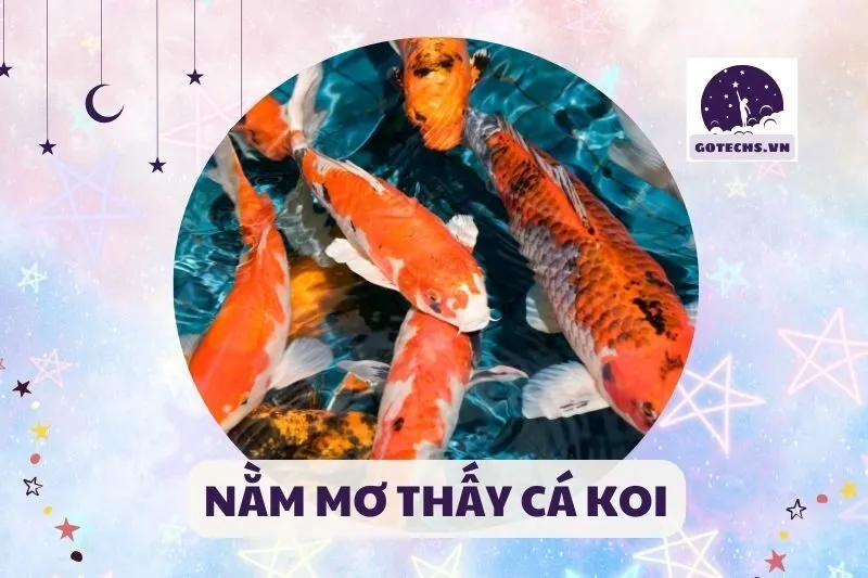 NẰM MƠ THẤY CÁ KOI