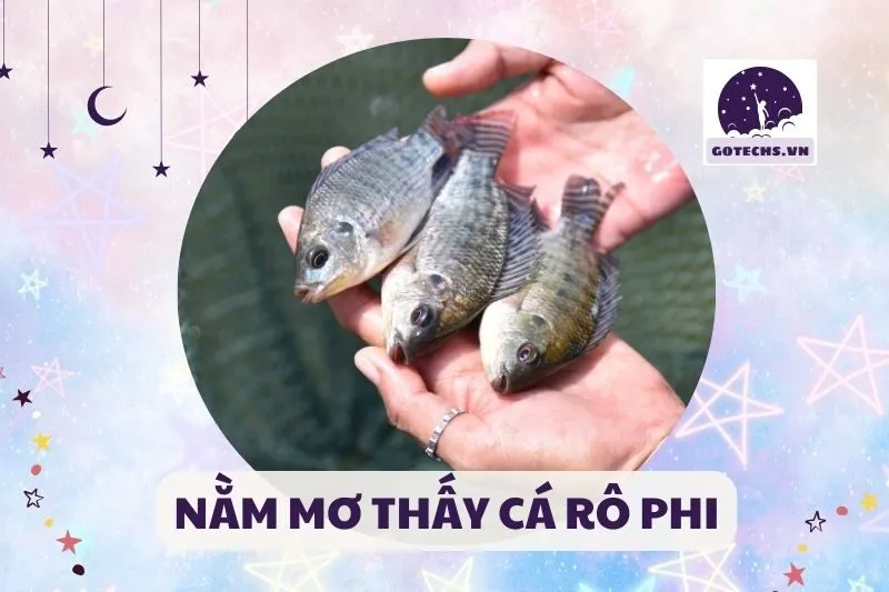 NẰM MƠ THẤY CÁ RÔ PHI