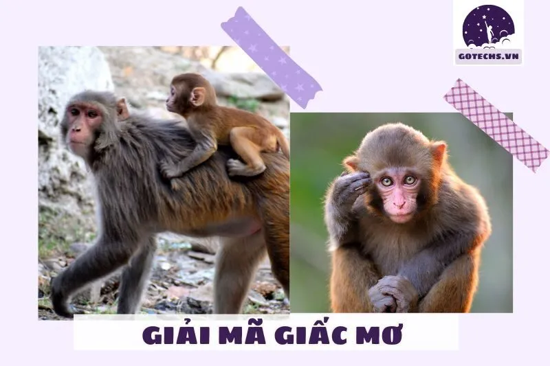 Nằm mơ thấy khỉ là điềm tốt hay xấu?