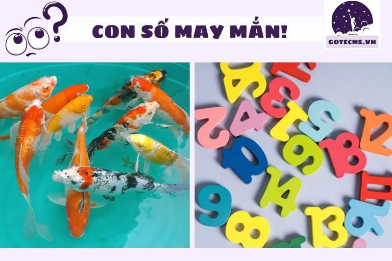 Những Con Số May Mắn Khi Nằm Mơ Thấy Cá Koi