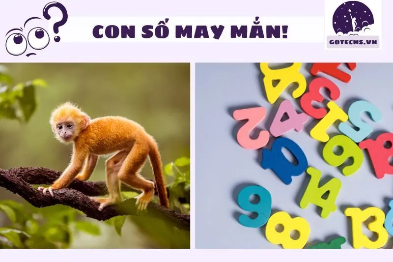 Những con số may mắn liên quan đến giấc mơ thấy khỉ