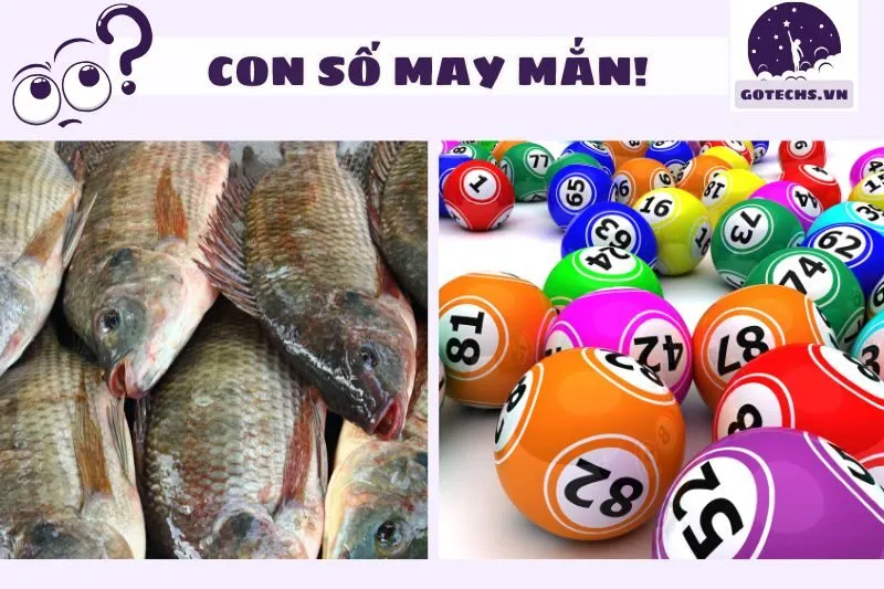 Số may mắn liên quan đến nằm mơ thấy cá rô phi