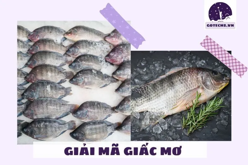 Ý nghĩa của giấc mơ nằm mơ thấy cá rô phi