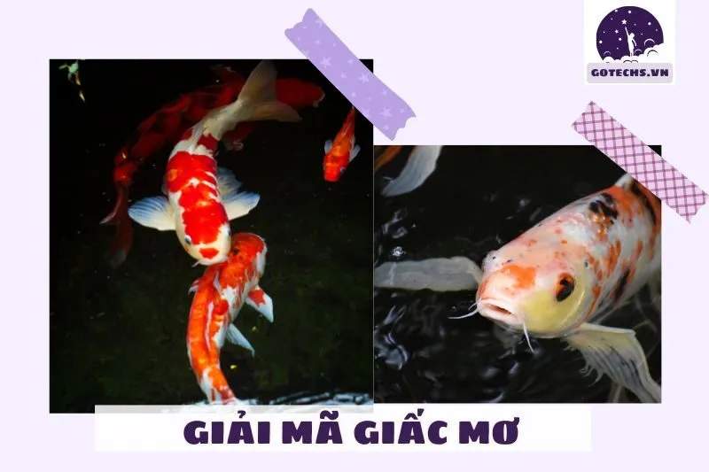 Ý Nghĩa Của Việc Nằm Mơ Thấy Cá Koi