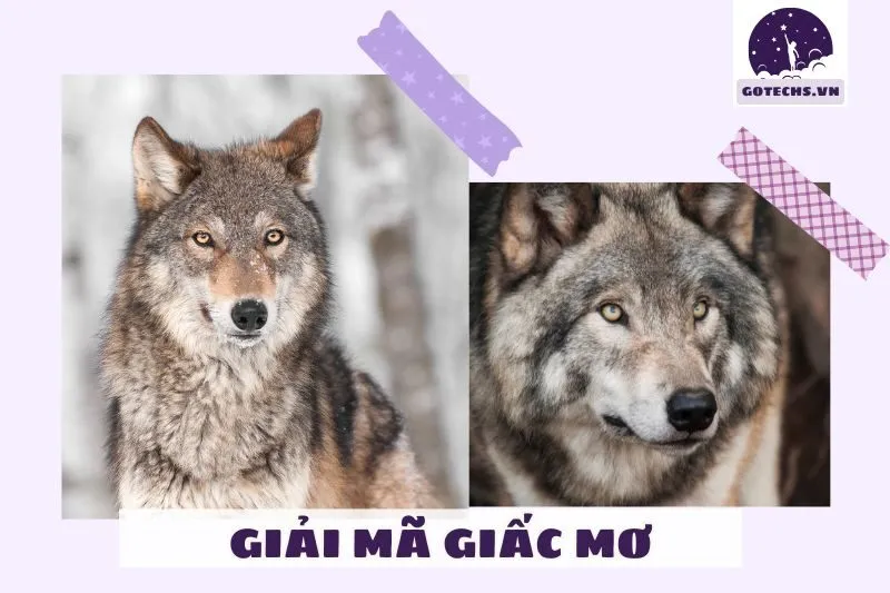 Ý Nghĩa Của Việc Nằm Mơ Thấy Chó Sói