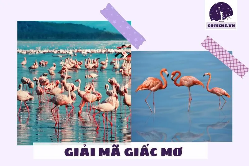 Ý nghĩa của việc nằm mơ thấy con hạc