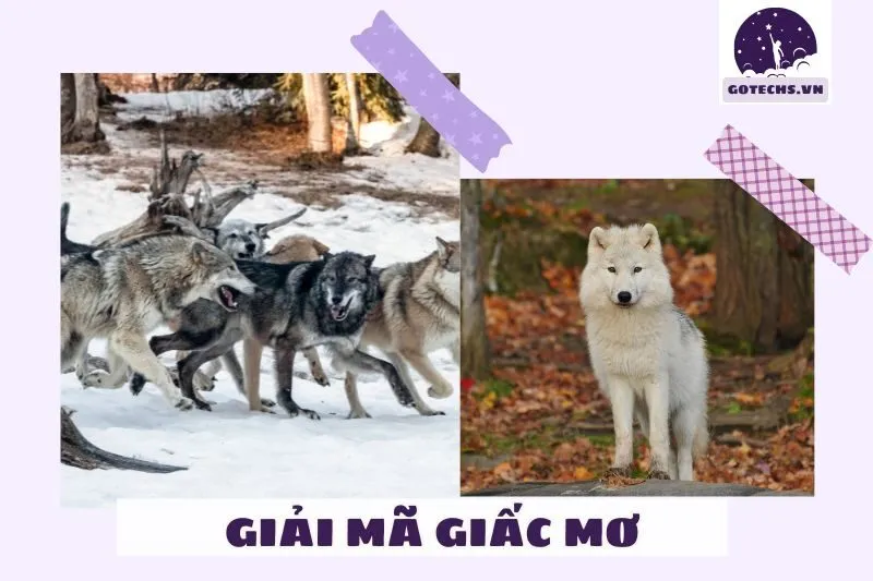 Ý Nghĩa Từng Loại Chó Sói Trong Giấc Mơ