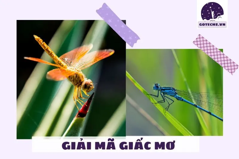 Các Điềm Báo Khi Nằm Mơ Thấy Chuồn Chuồn