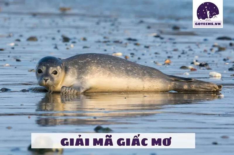 Các hình ảnh phổ biến khi nằm mơ thấy hải cẩu