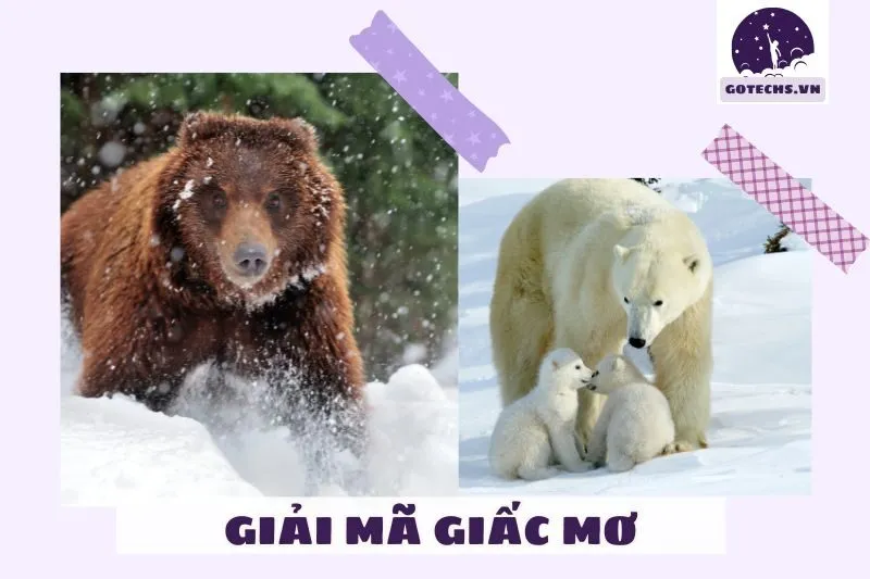 Các loại giấc mơ thấy gấu và ý nghĩa cụ thể