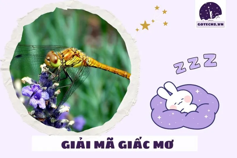 Chuồn Chuồn Trong Văn Hóa Và Đời Sống