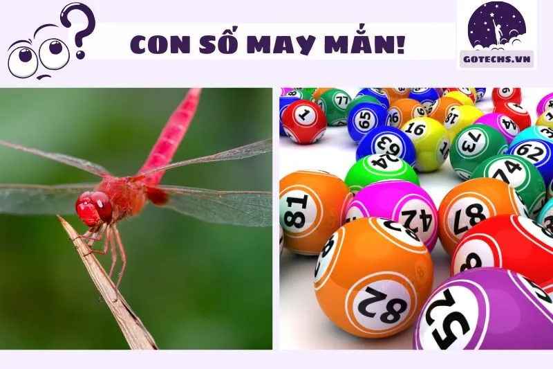 Con Số May Mắn Khi Nằm Mơ Thấy Chuồn Chuồn