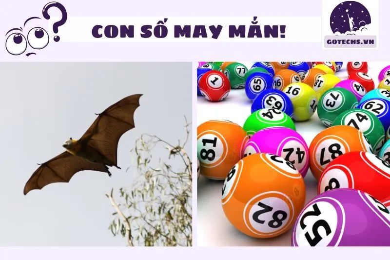 Con Số May Mắn Khi Nằm Mơ Thấy Con Dơi