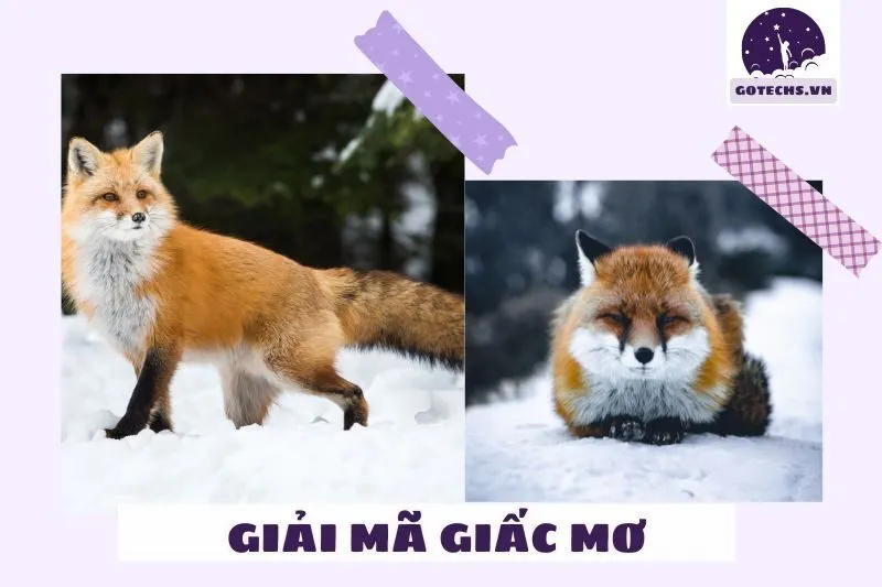 Giải mã chi tiết các giấc mơ thấy cáo