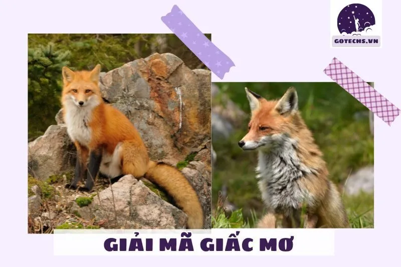 Mơ thấy cáo có ý nghĩa gì?