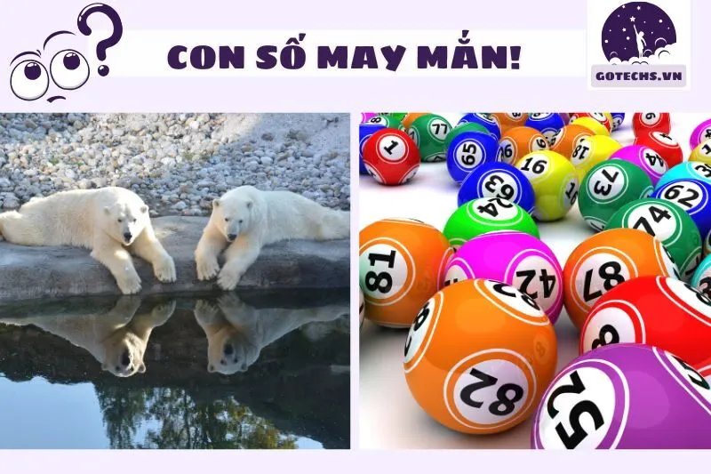 Mơ thấy gấu và con số may mắn