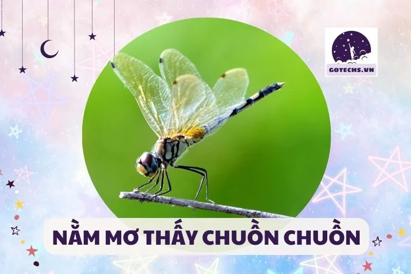 NẰM MƠ THẤY CHUỒN CHUỒN