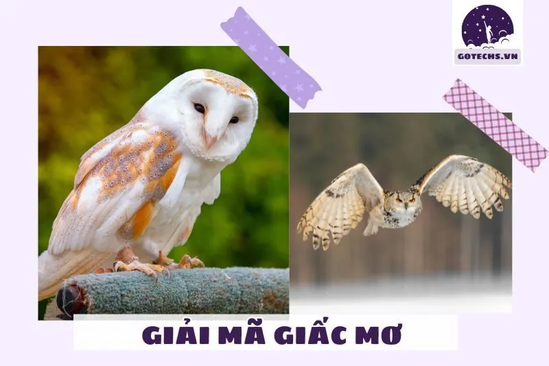 Nằm mơ thấy cú mèo có ý nghĩa gì?