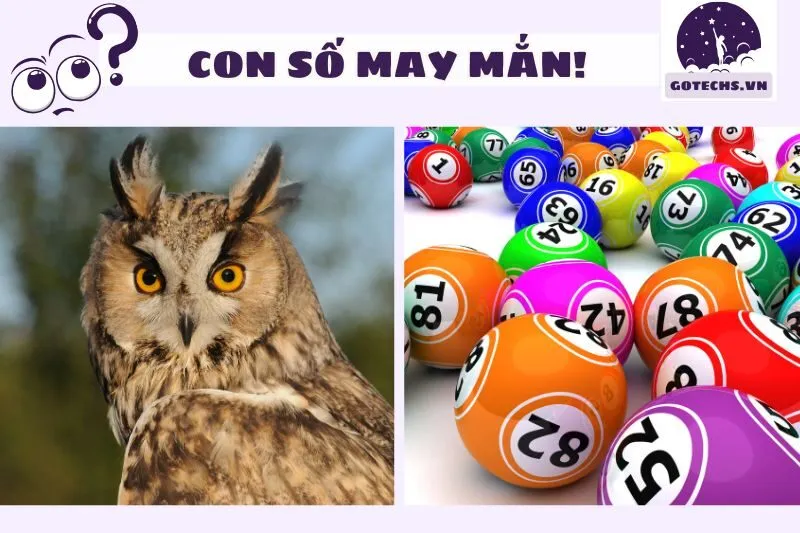 Nằm mơ thấy cú mèo và con số may mắn liên quan