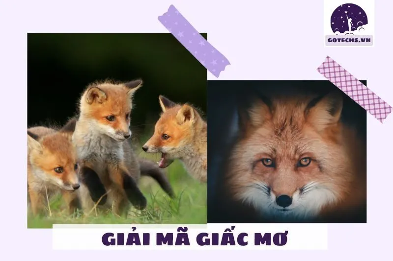 Những hình ảnh cáo đặc biệt trong giấc mơ