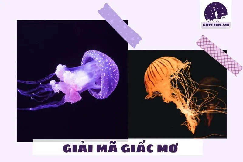 Ý Nghĩa Các Loại Giấc Mơ Thấy Sứa Biển