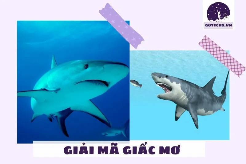 MƠ THẤY CÁ MẬP DƯỚI BIỂN