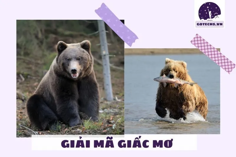 Ý nghĩa của giấc mơ thấy gấu