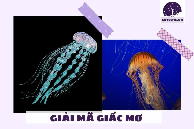 Ý Nghĩa Của Giấc Mơ Thấy Sứa Biển