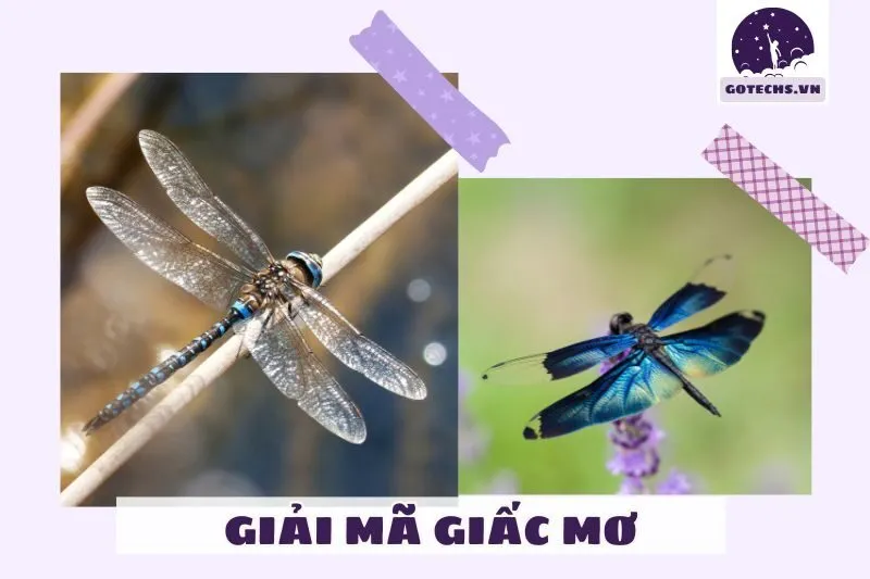 Ý Nghĩa Của Nằm Mơ Thấy Chuồn Chuồn