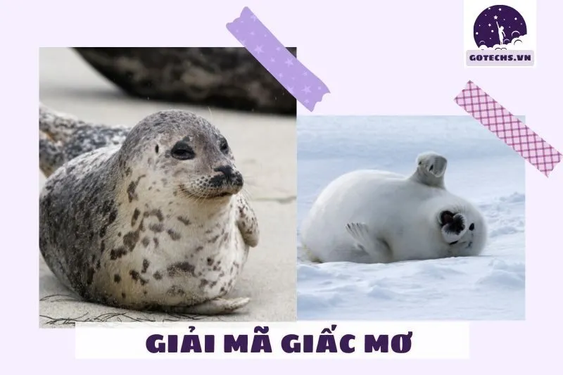 Ý nghĩa của việc nằm mơ thấy hải cẩu