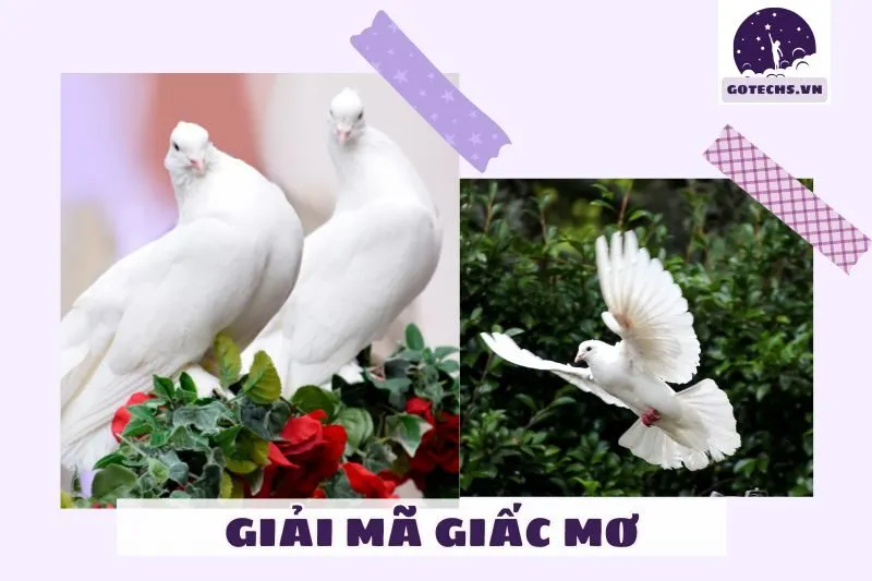 Ý nghĩa khi nằm mơ thấy bồ câu