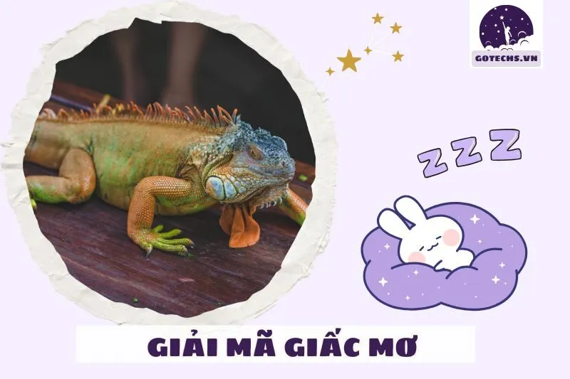 Các Màu Sắc Kỳ Nhông và Ý Nghĩa Của Chúng