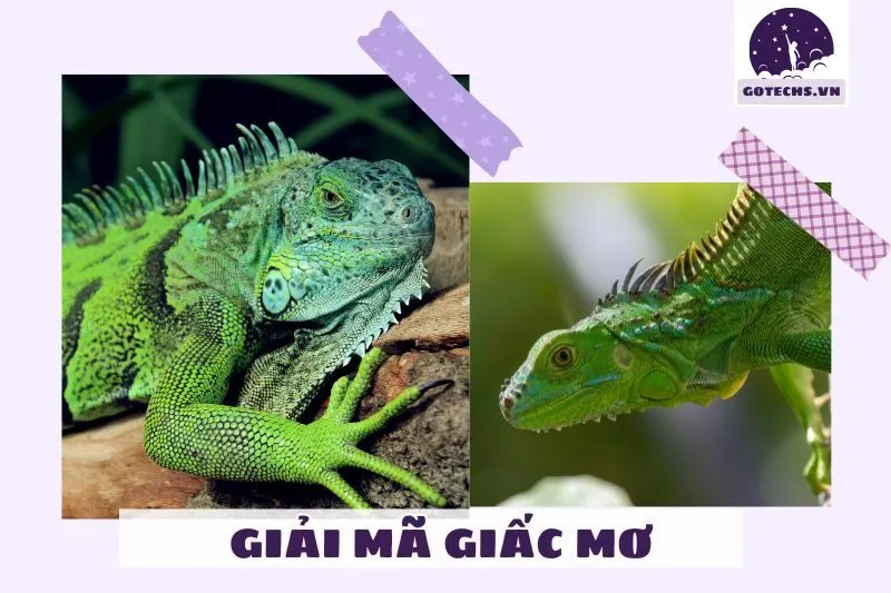 Giải Mã Ý Nghĩa Giấc Mơ Thấy Kỳ Nhông
