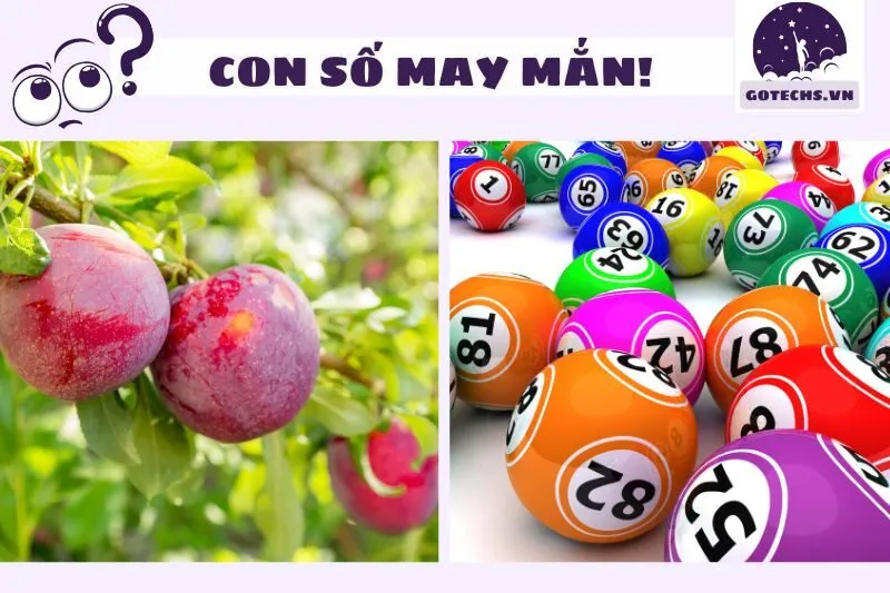 Mơ Thấy Quả Mận Và Các Con Số Lô Đề May Mắn