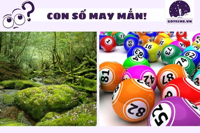 Mơ thấy rừng liên quan đến con số may mắn nào?