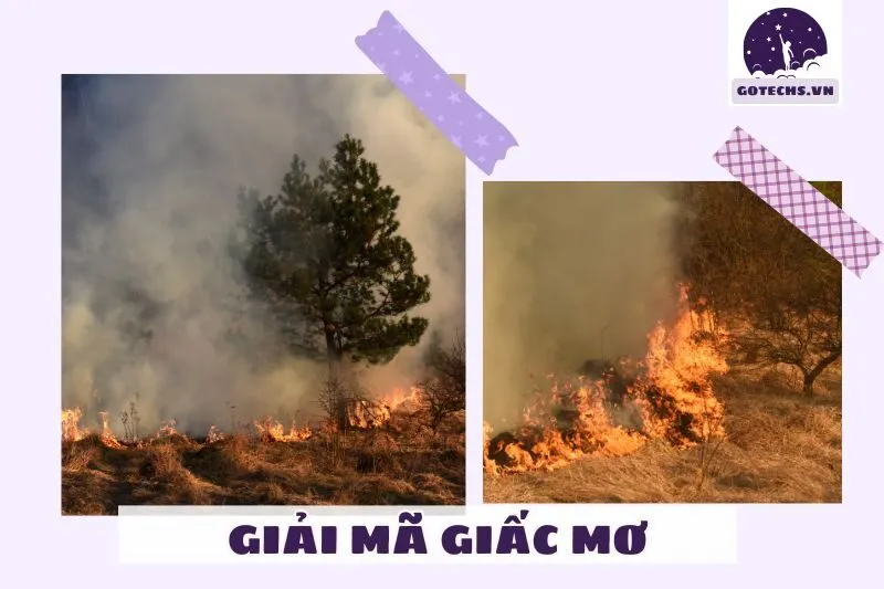 Nằm mơ thấy cháy rừng là điềm gì? Tốt hay xấu?