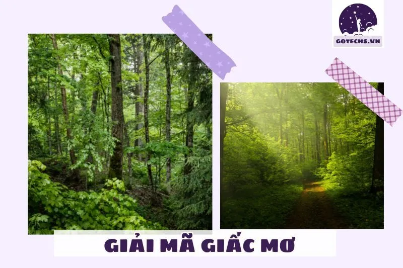 Nằm mơ thấy rừng có ý nghĩa gì?