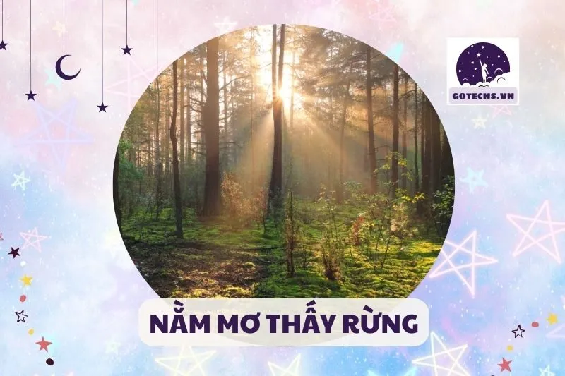 NẰM MƠ THẤY RỪNG