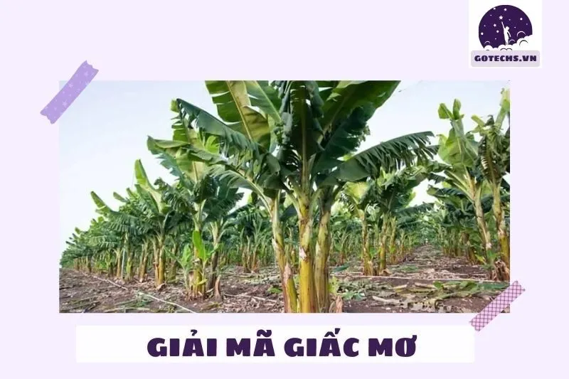 Ý nghĩa của việc nằm mơ thấy cây chuối