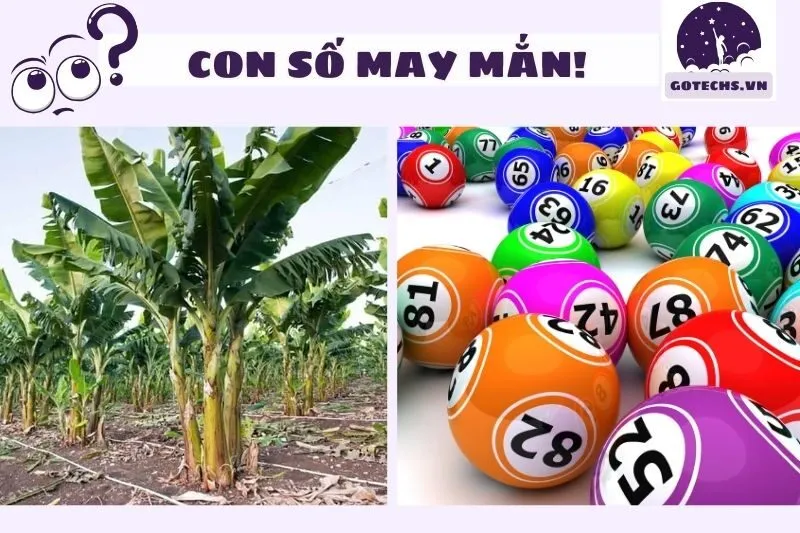 Con số may mắn liên quan đến giấc mơ cây chuối