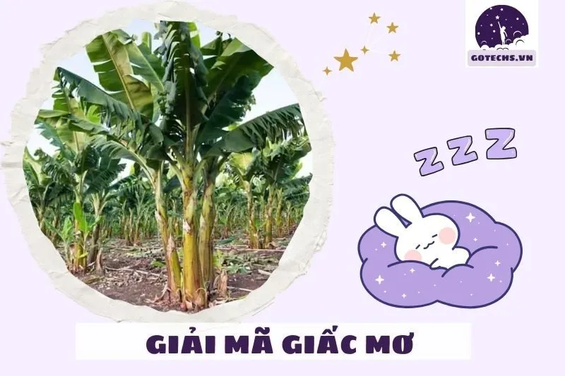 Giải mã chi tiết các trường hợp mơ thấy cây chuối