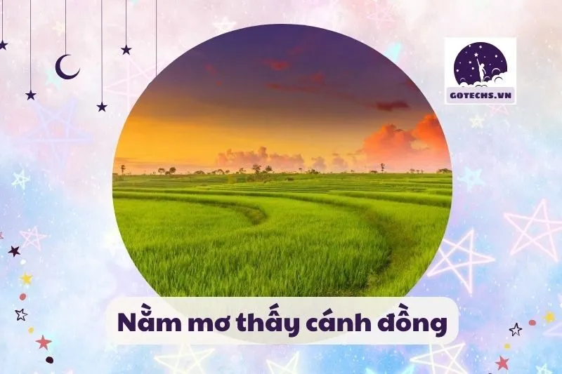 nằm mơ thấy cánh đồng