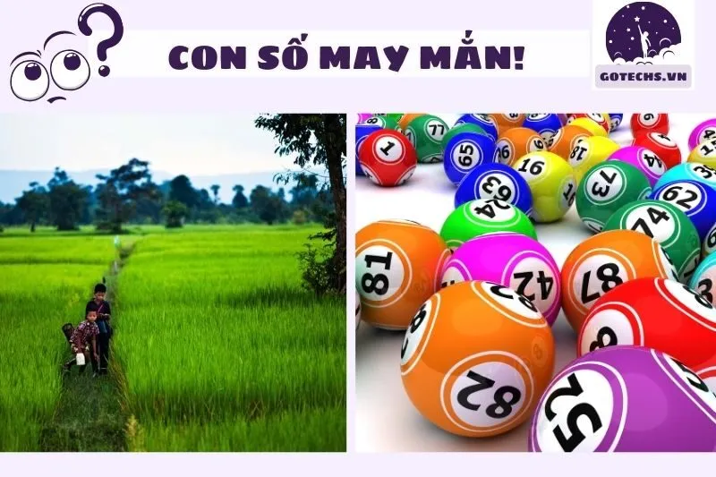 Các con số may mắn liên quan đến giấc mơ thấy cánh đồng