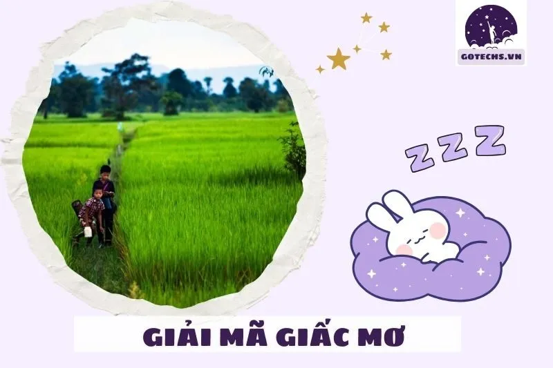 Tại sao chúng ta mơ thấy cánh đồng?