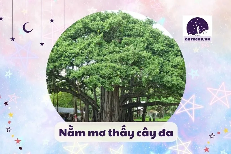 nằm mơ thấy cây đa
